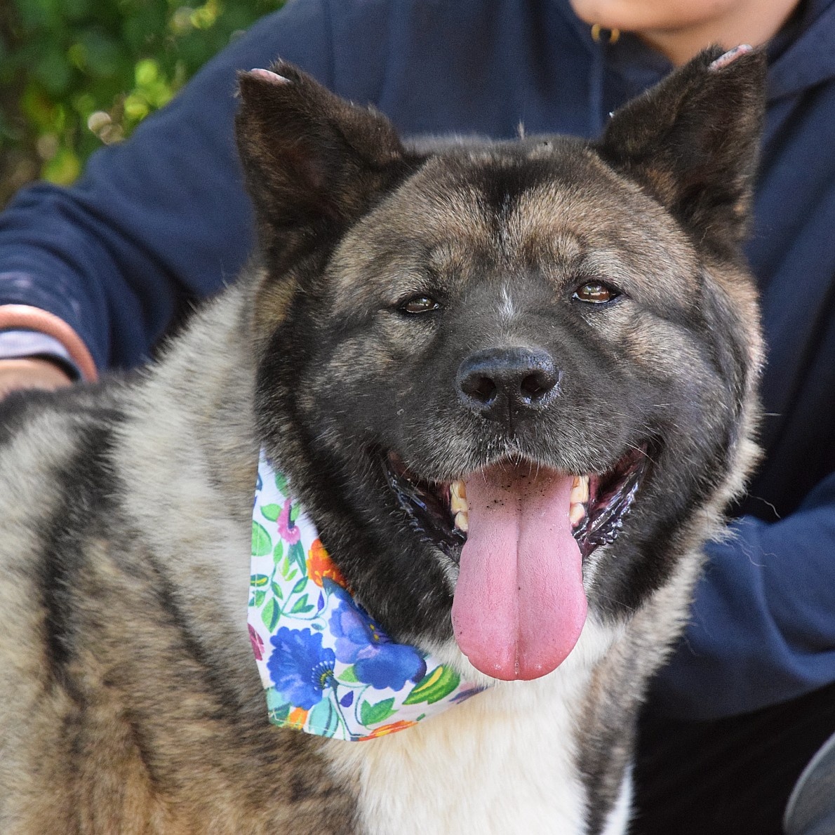 MACI K ADOPCI - přátelská, hravá, vděčná, vhodná k dětem