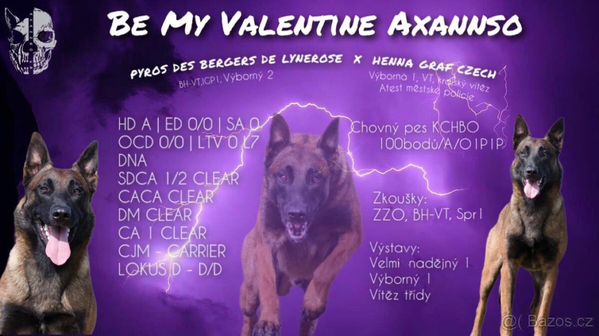 2 chovní psi belgický ovčák malinois ke krytí