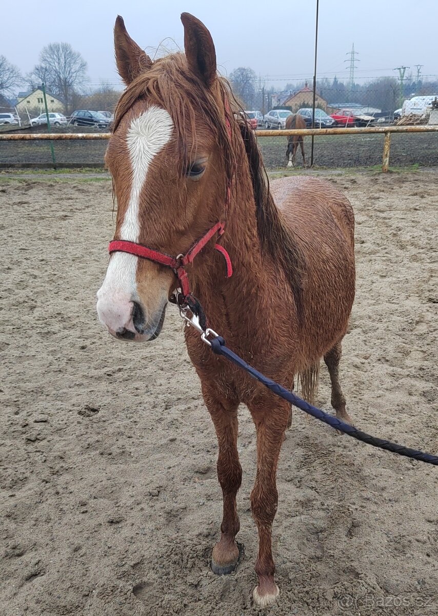 letos dvouletý hřebeček Welsh pad-bred na prodej