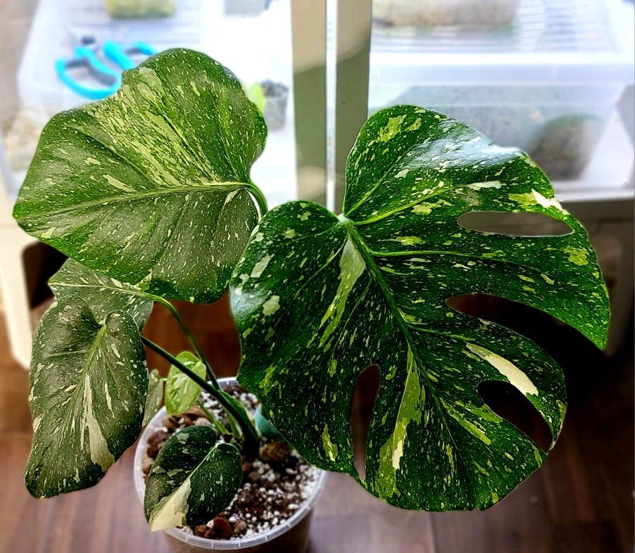 Monstera Thai constellation