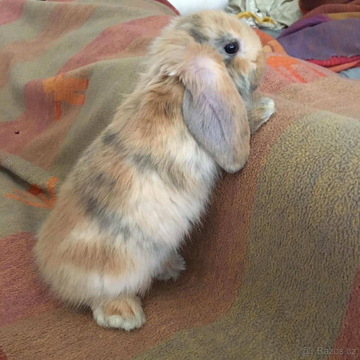 Zakrslý králíčci, Beránci - stáří 7týdnů