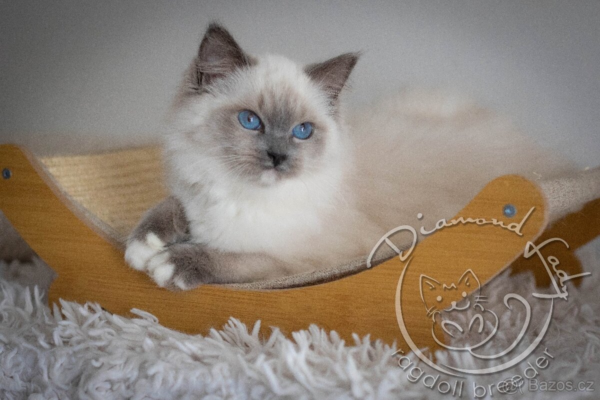 Ragdoll holčička s PP