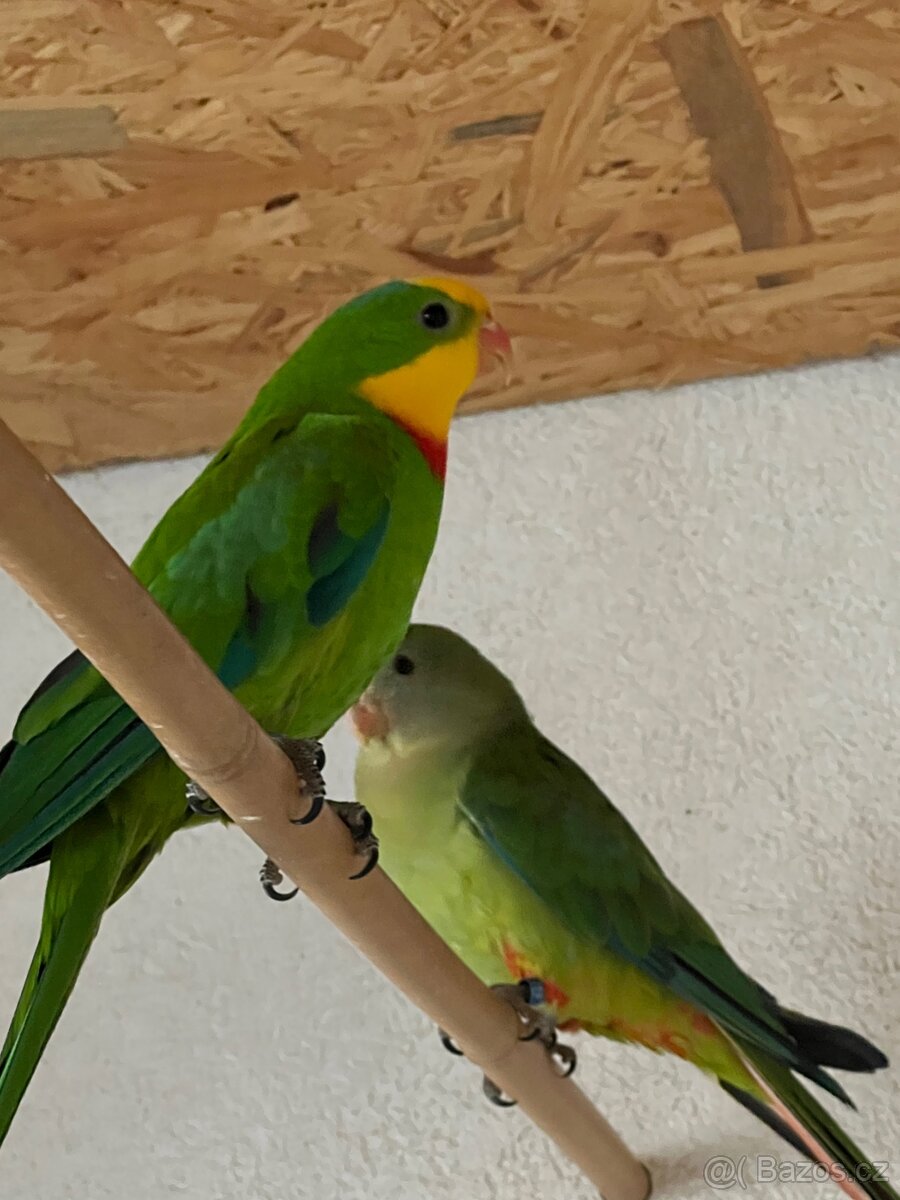 Papoušci nádherní – chovný pár na prodej 🦜❤️
