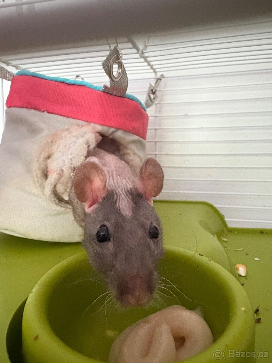 Fuzzy potkánci