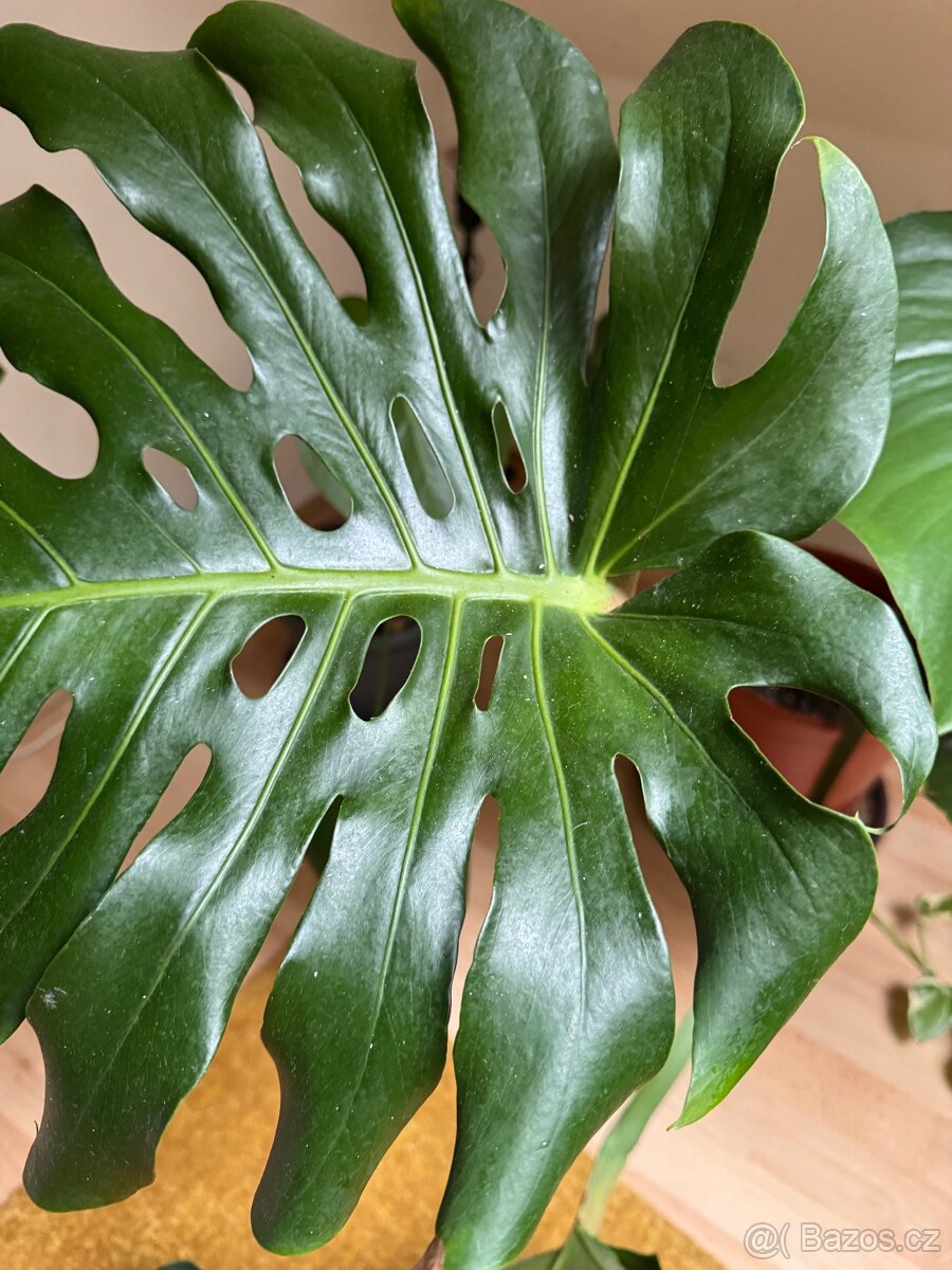 Monstera pokojovky