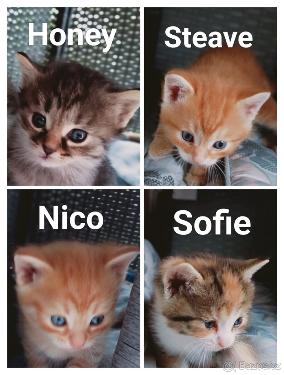 Daruji koťátka domácí kočičky