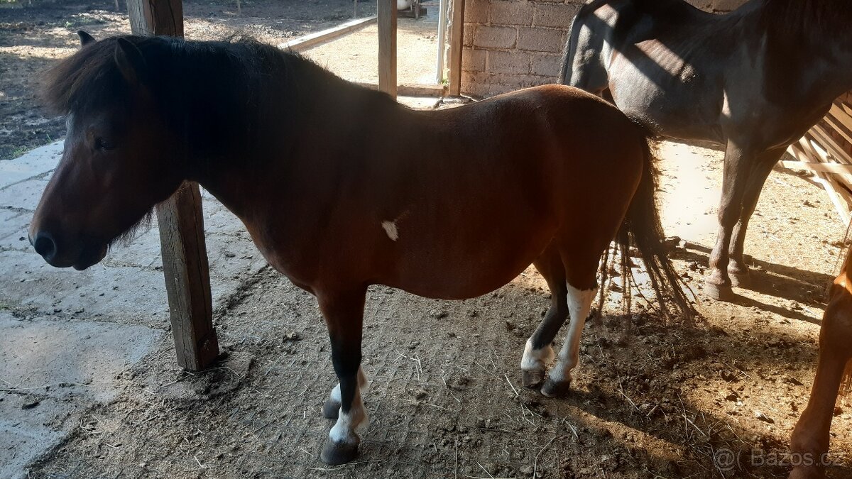 HORSE PONY