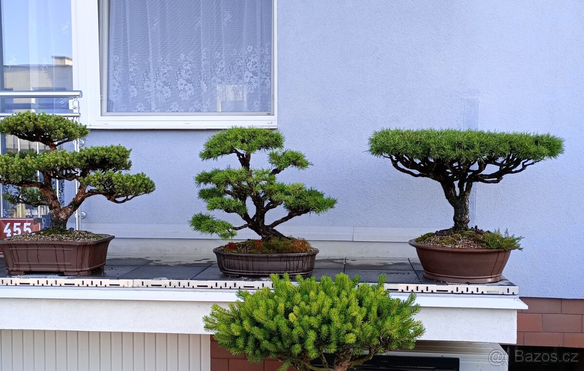 Borovice lesní (Pinus sylvestris) bonsai