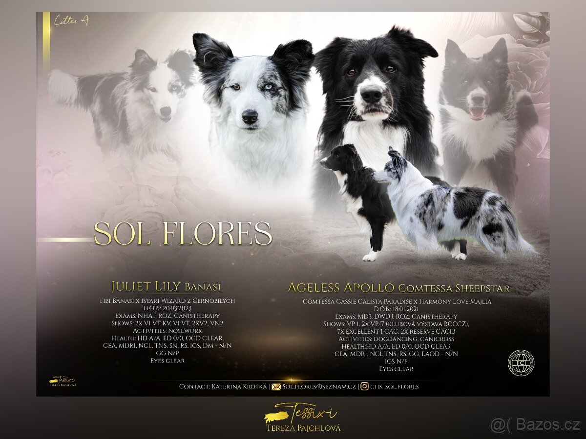 Štěňátka border kolie s PP