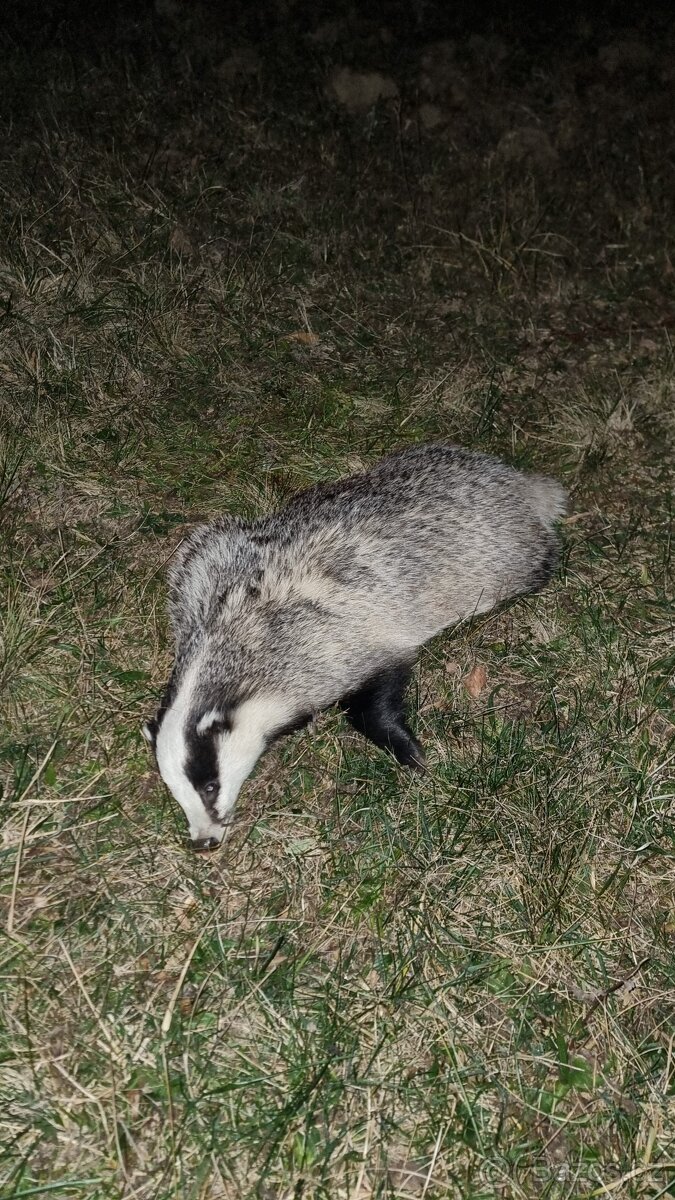 Prodám jezevčí sádlo