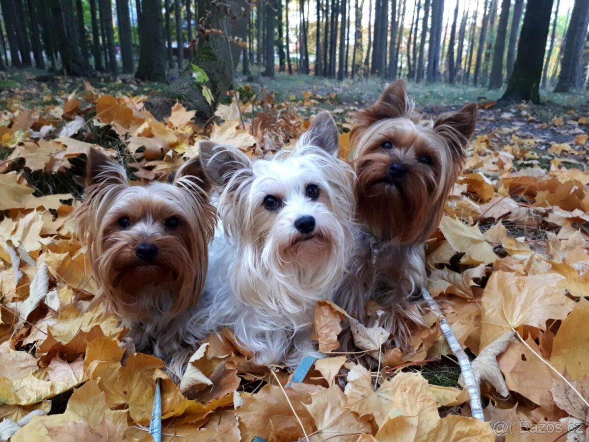 Jorkšírský teriér, Biewer yorkšírský teriér připuštění,krytí
