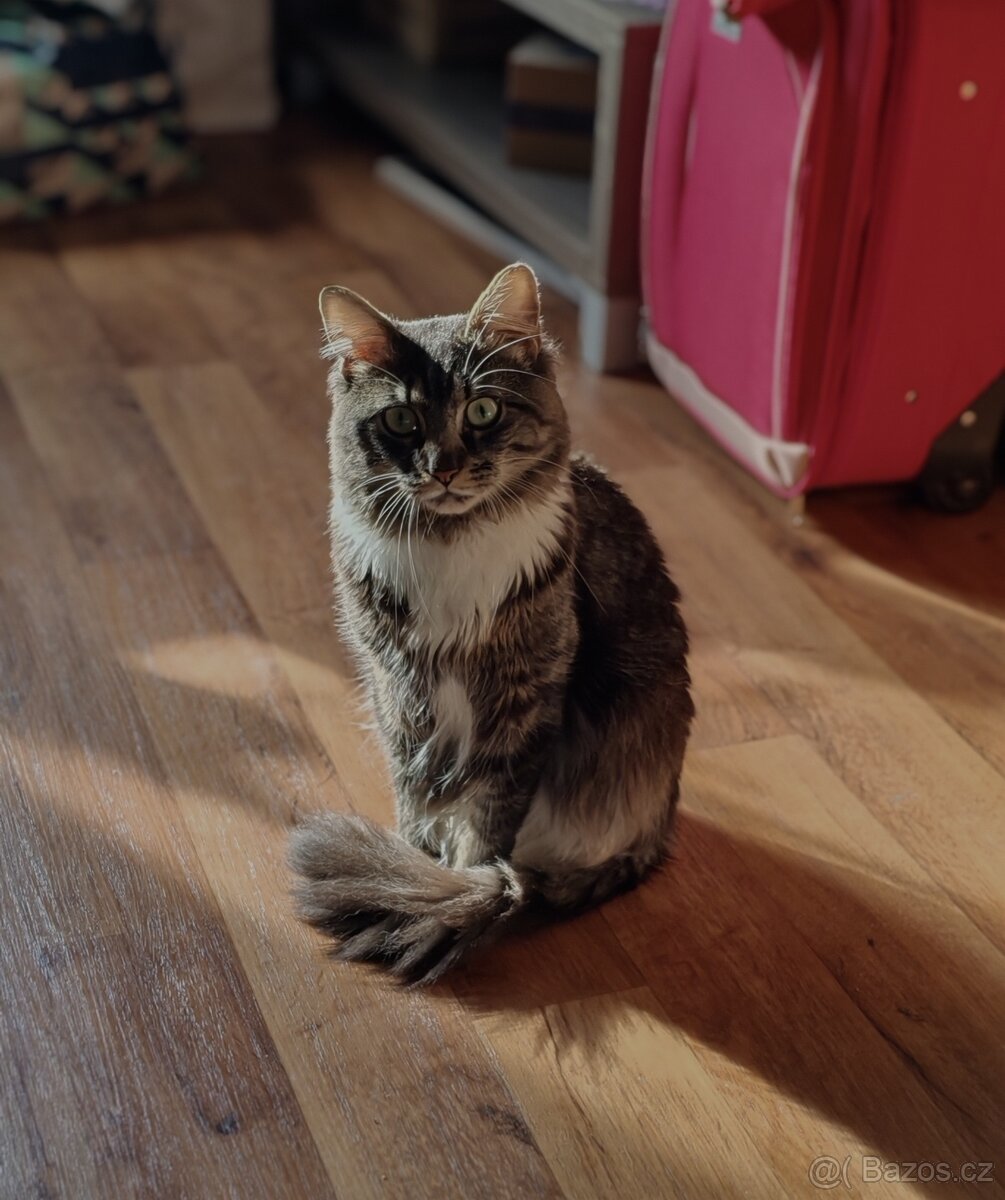 Dvou roční kocourek