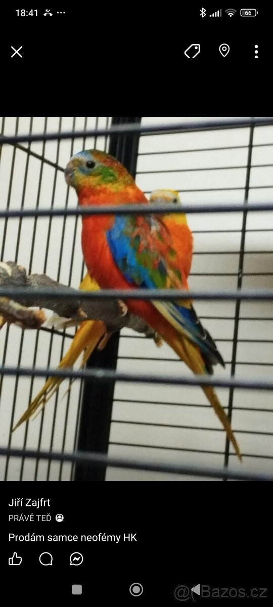 Neoféma červenobřichá