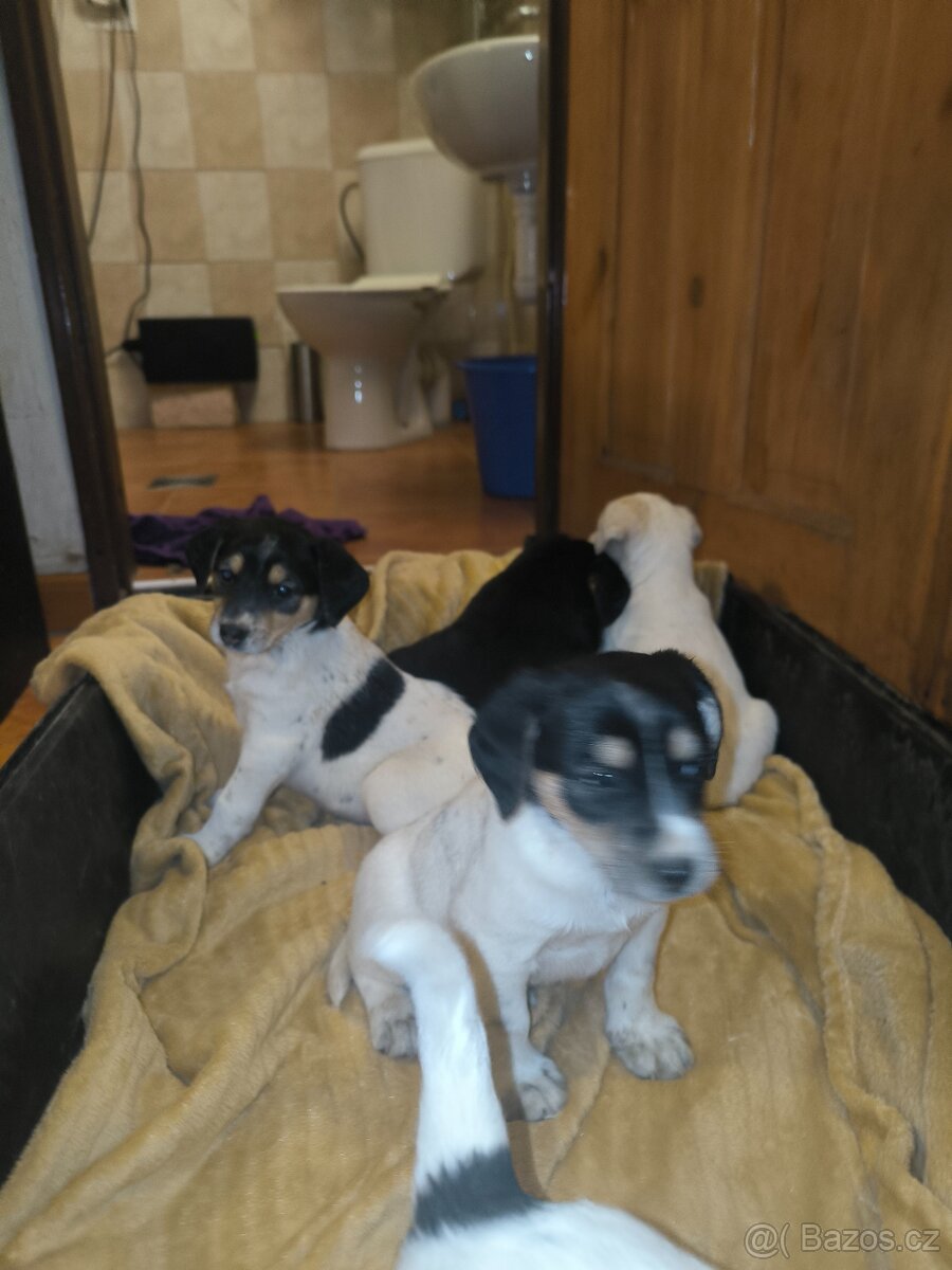 Jack Russell