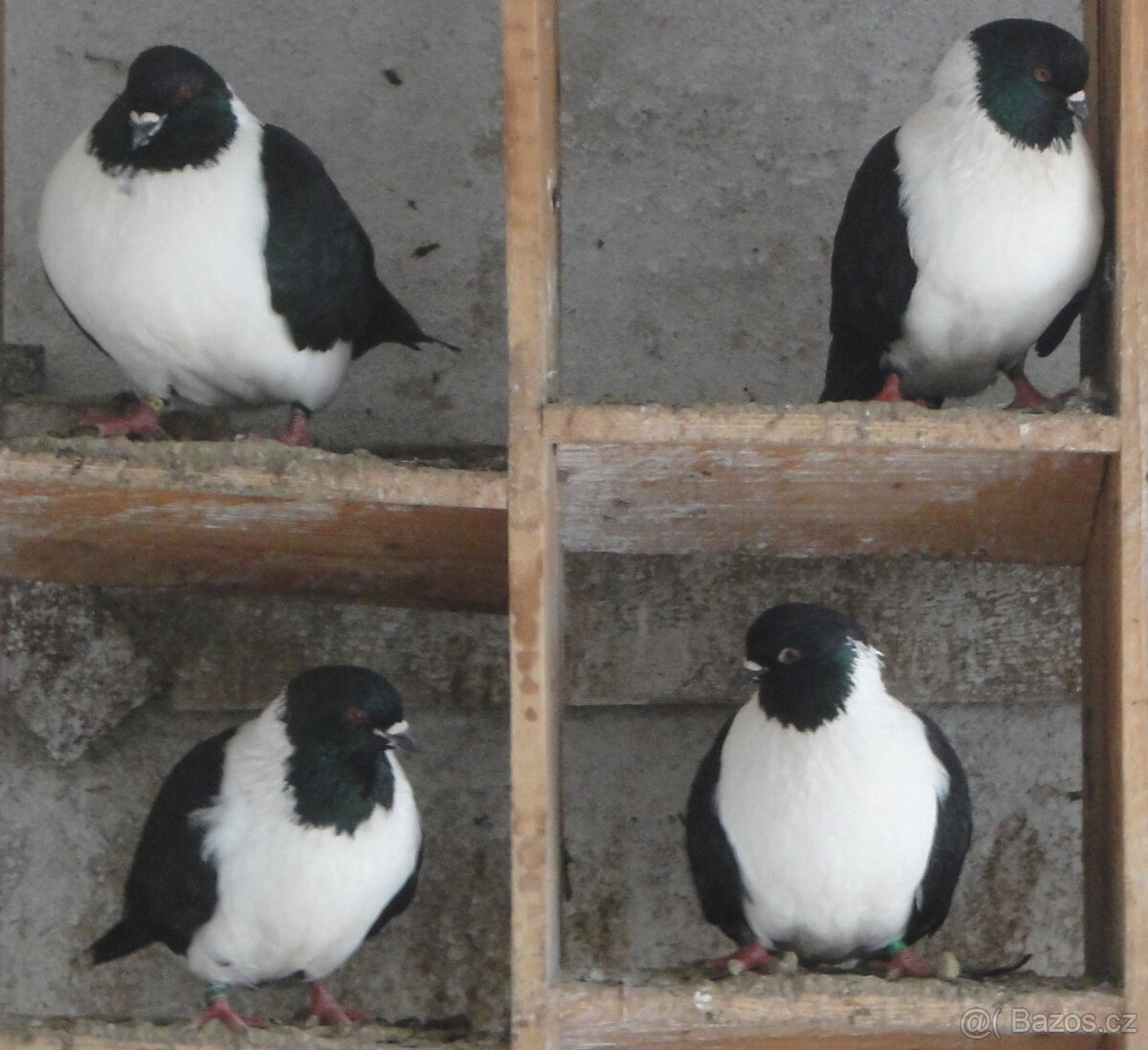 Holubi - moravský pštros černý