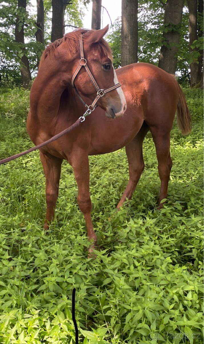 TOP Quarter horse