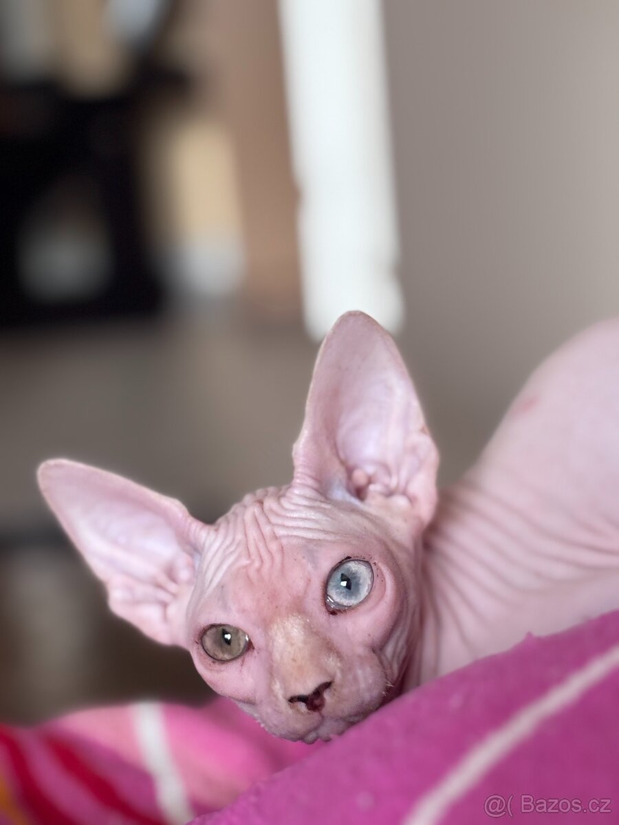SPHYNX koťátko bez PP