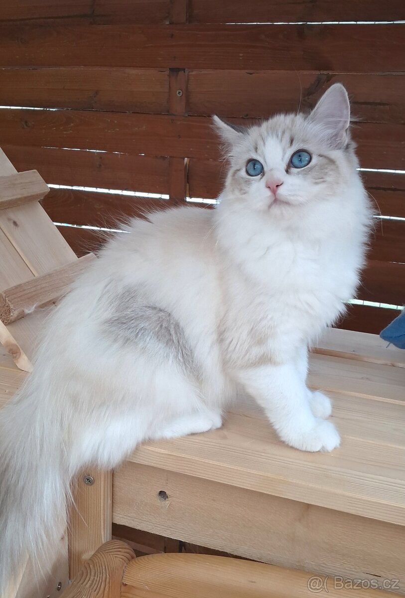 Kočička ragdoll s PP