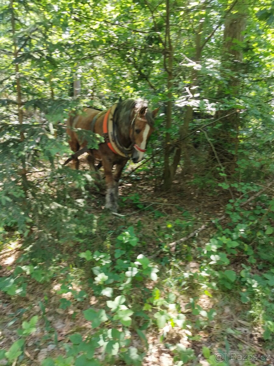 Chladnokrevnik