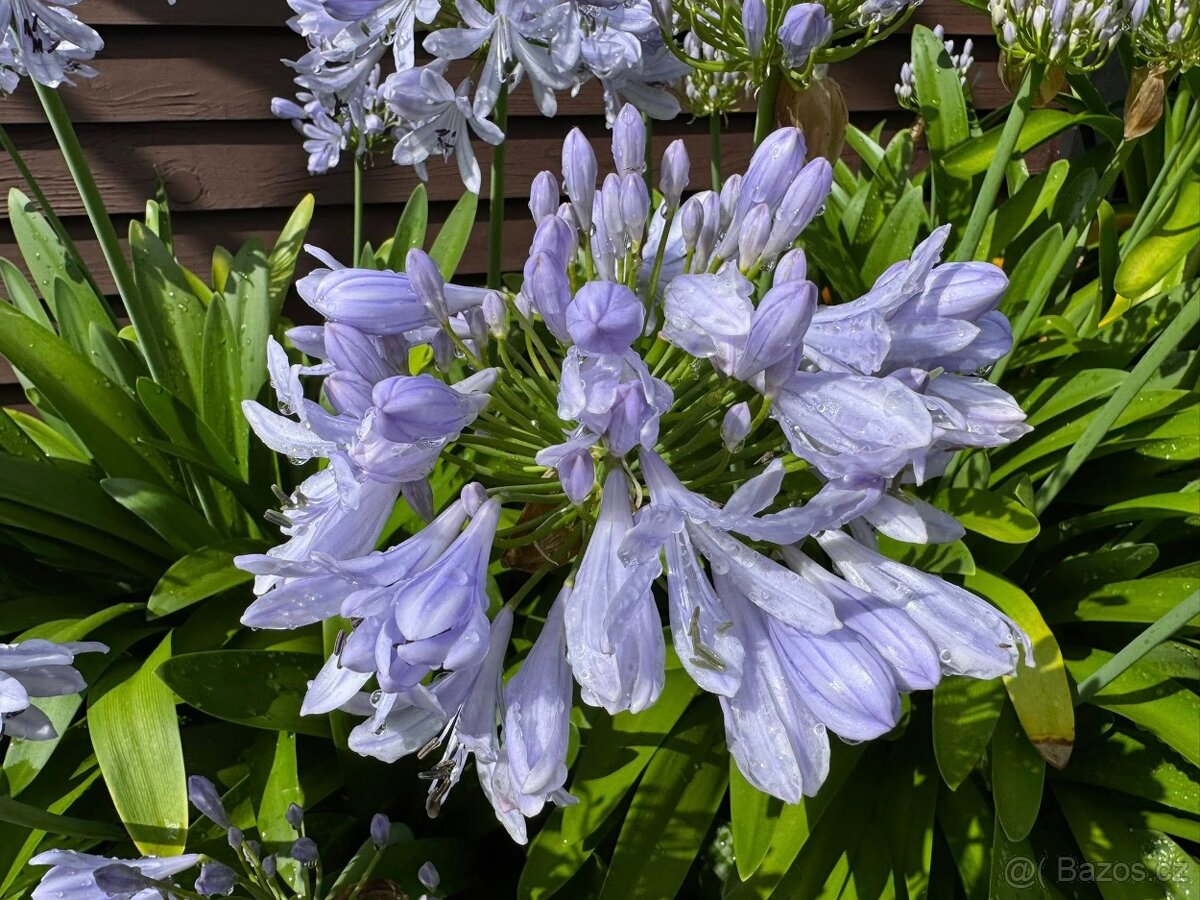 Kalokvět - Agapanthus