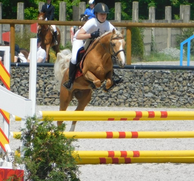 Německý jezdecký pony  do sportu