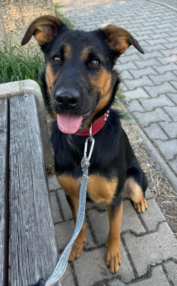 Hektor - jako štěněti mu zlomili ocas, hledá laskavý domov