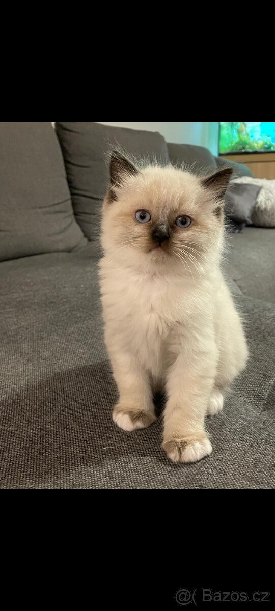 Ragdoll koťata