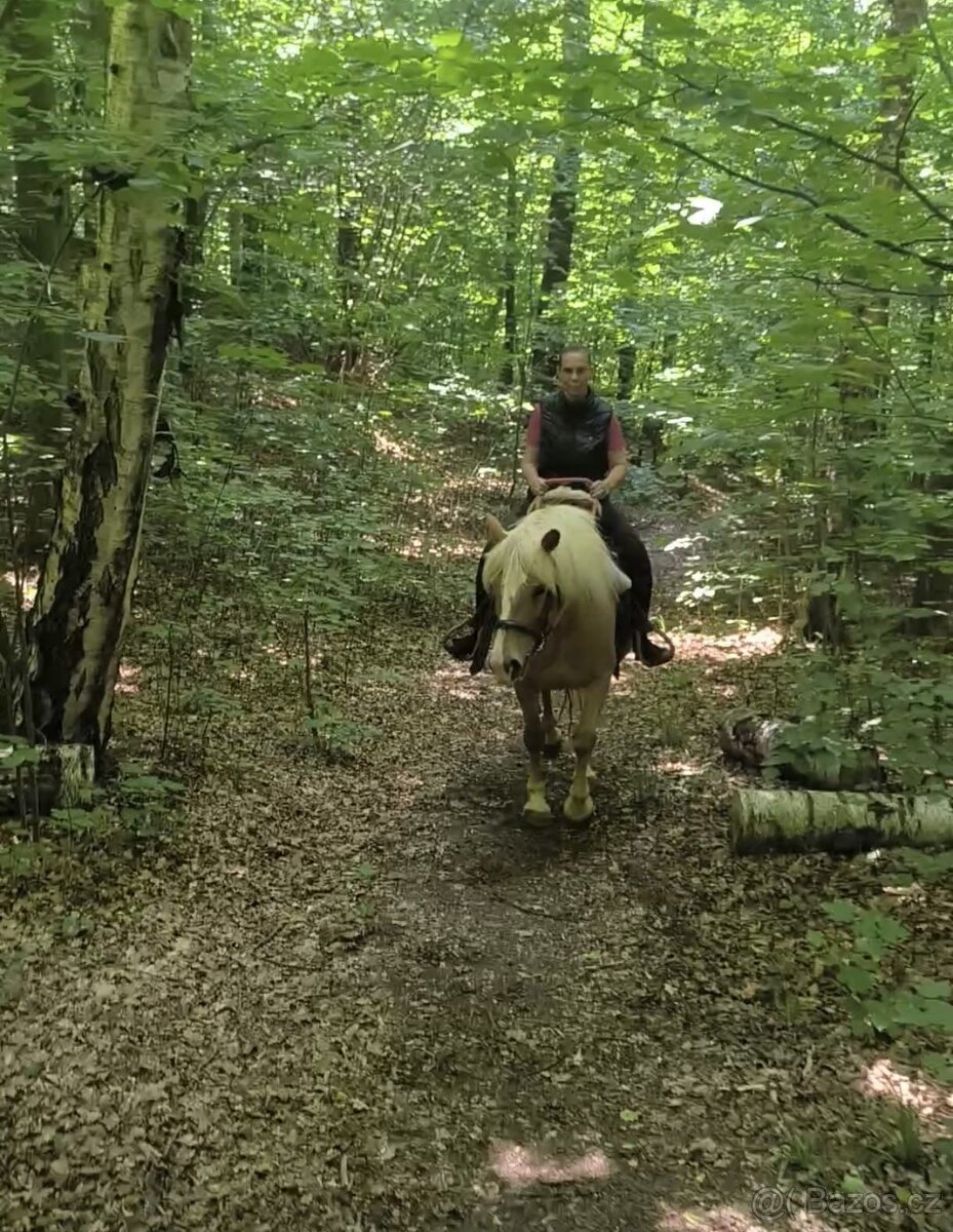 klisna hafling 10let výška 148cm