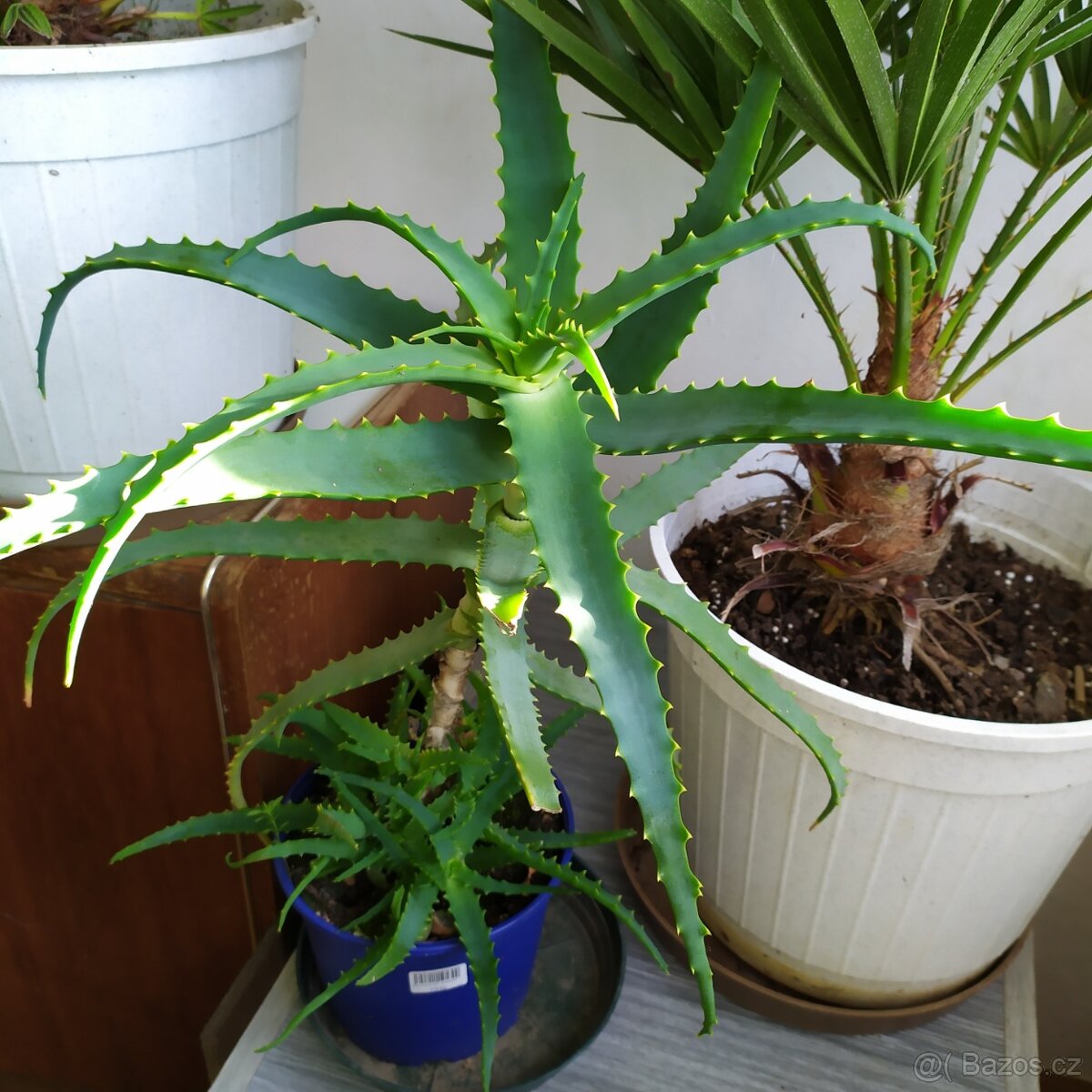 Aloe - už velká pěkná starší rostlina