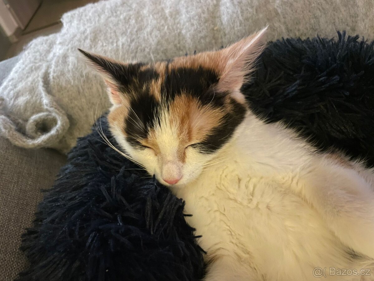 Daruji kotě 4,5 měs