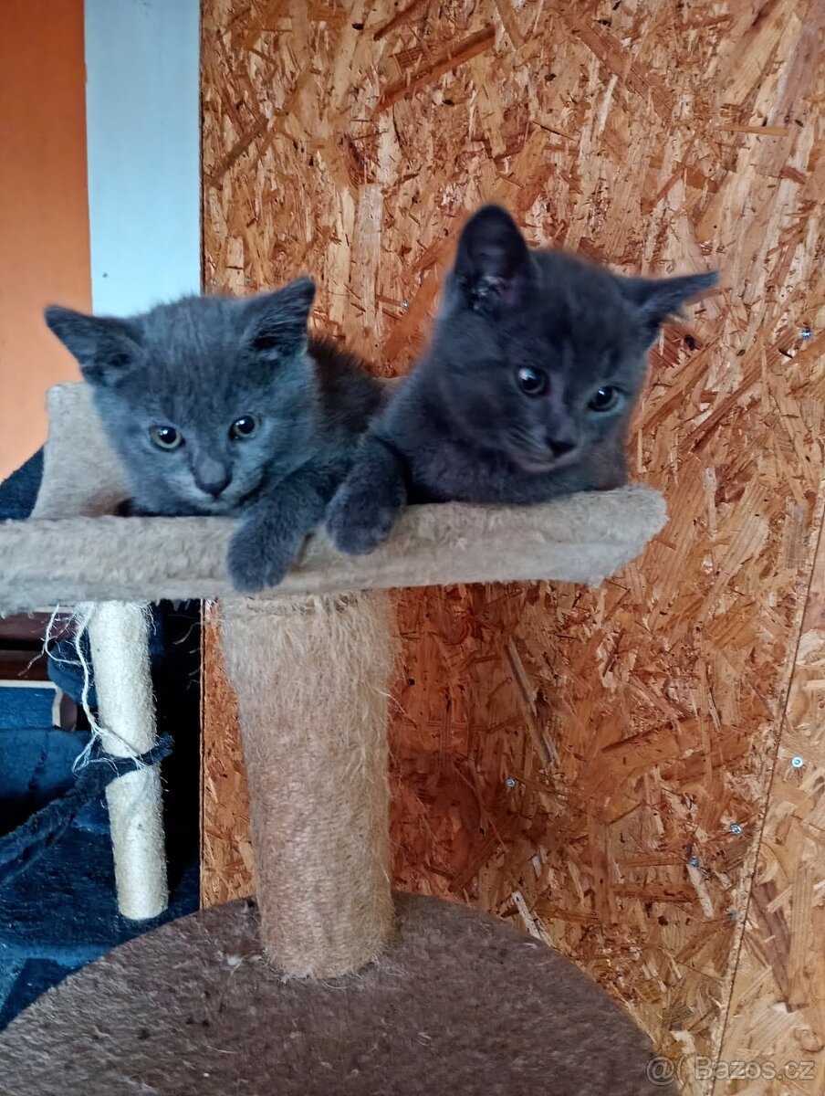 Prodám britské modré kocourky bez PP