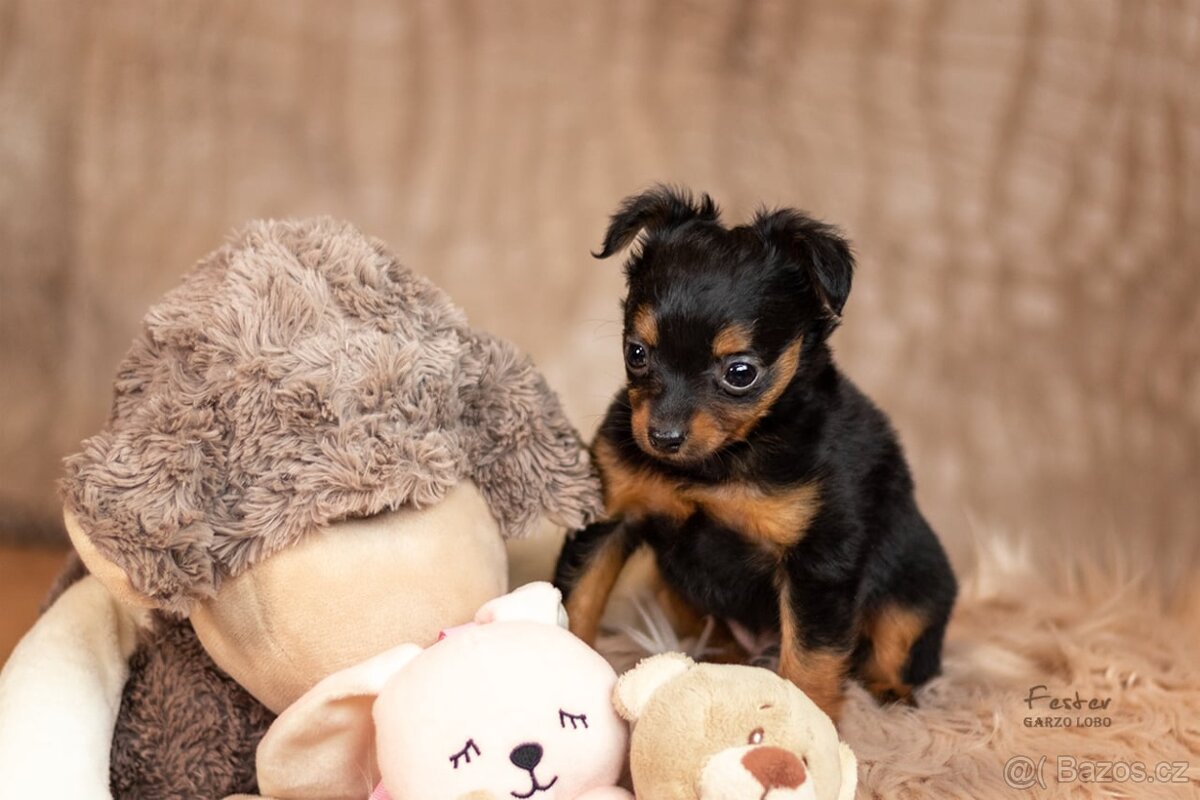 Pražský krysařík s PP FCI