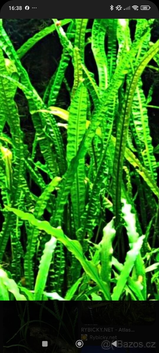 Kryptokoryna kadeřavá a jiné akvarijní rostliny
