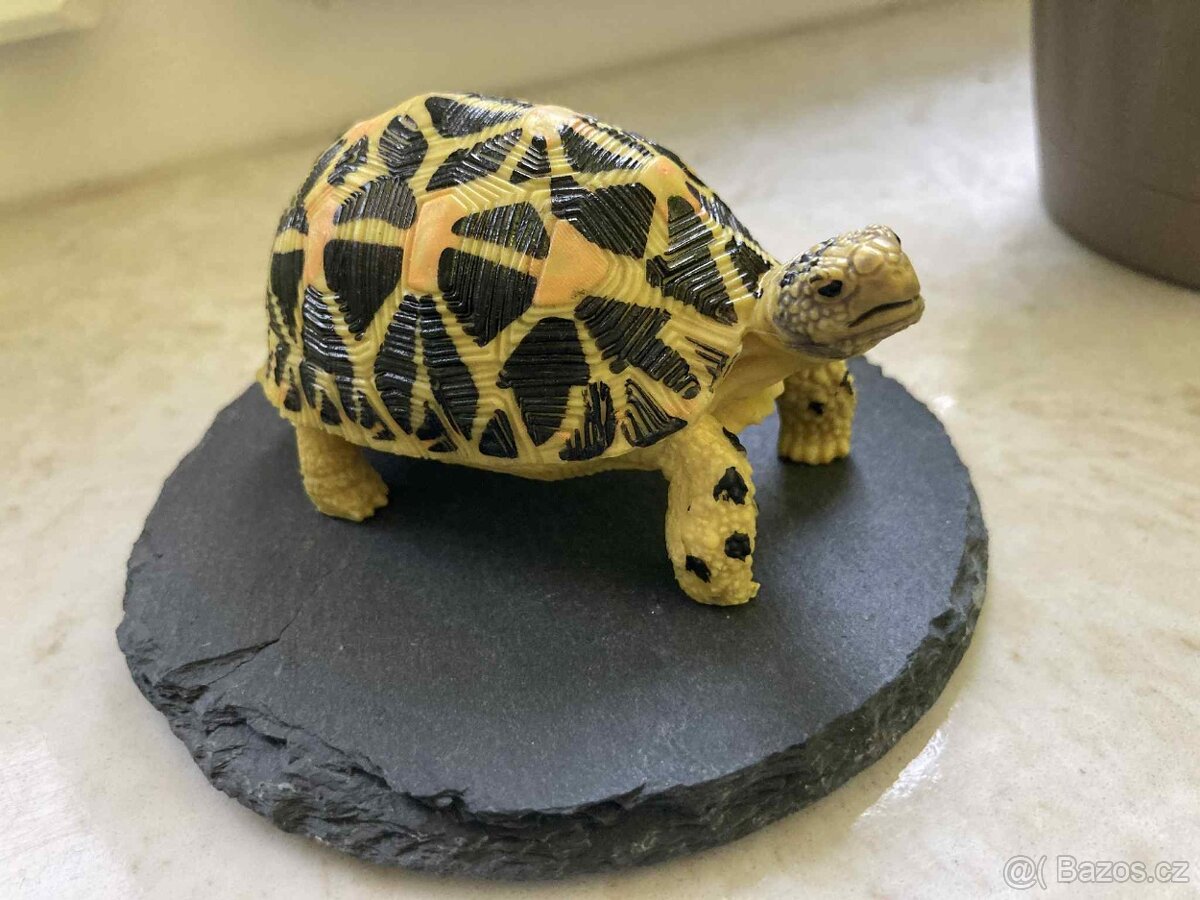 Realistická Želva paprsčitá