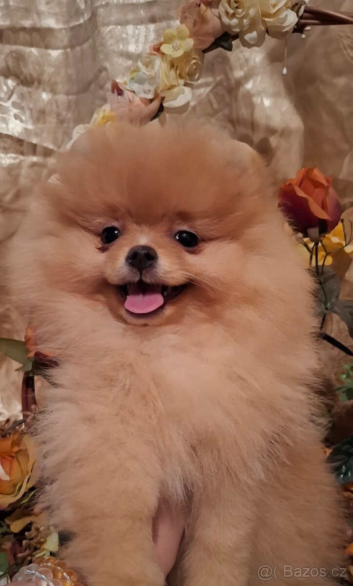 Pomeranian s PP FCI