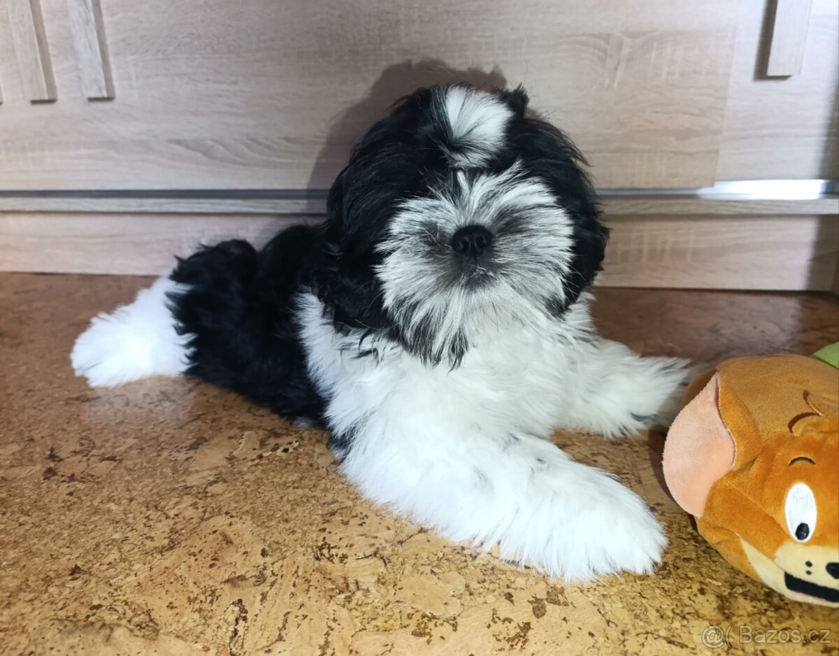 Shih-tzu  s PP poslední štěňátko (shih tzu , shitzu, si-tzu)