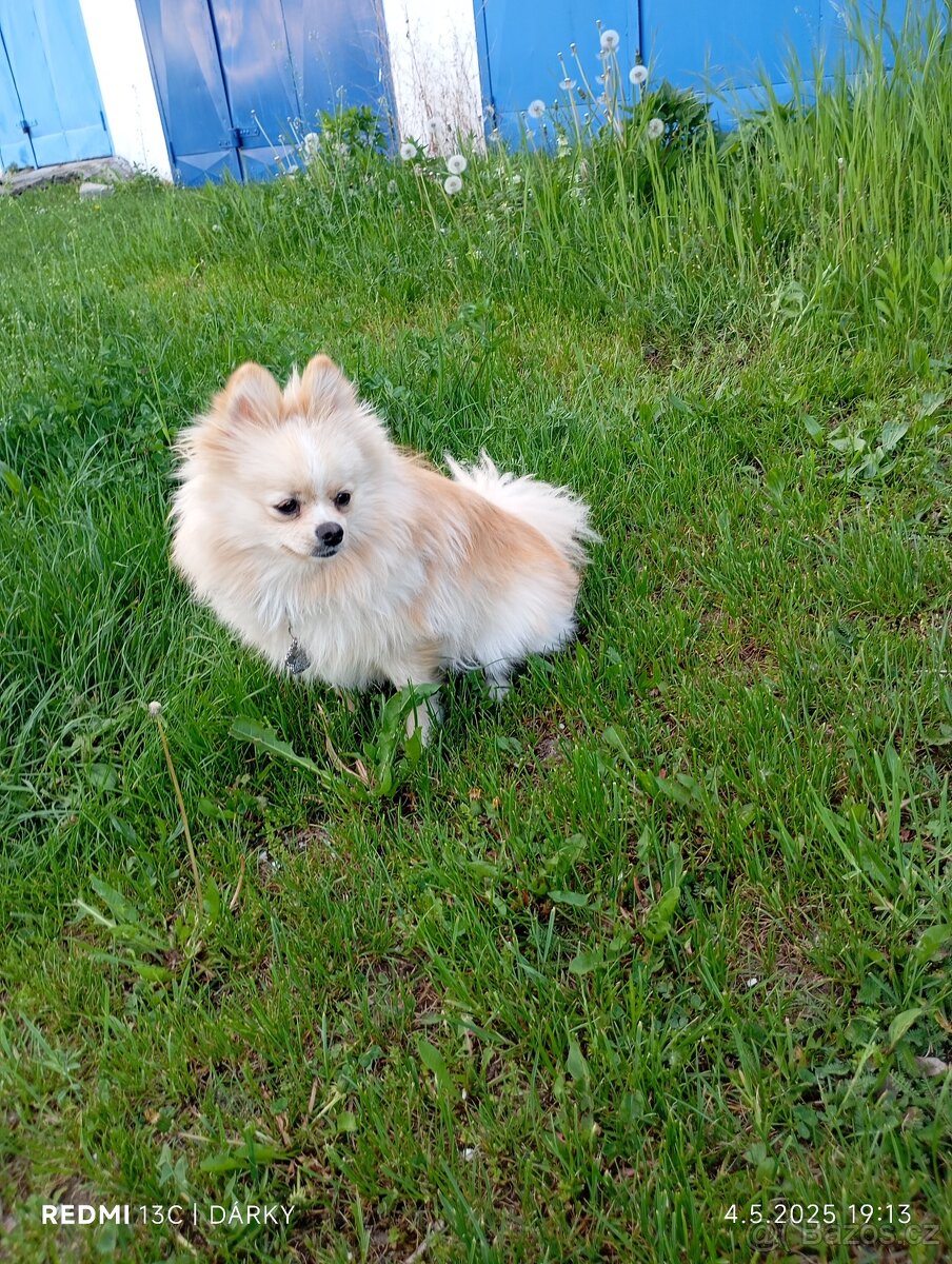 Pomeranian krytí
