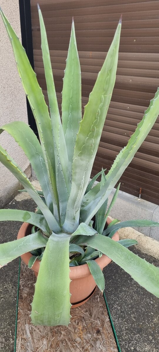 Agave americana
