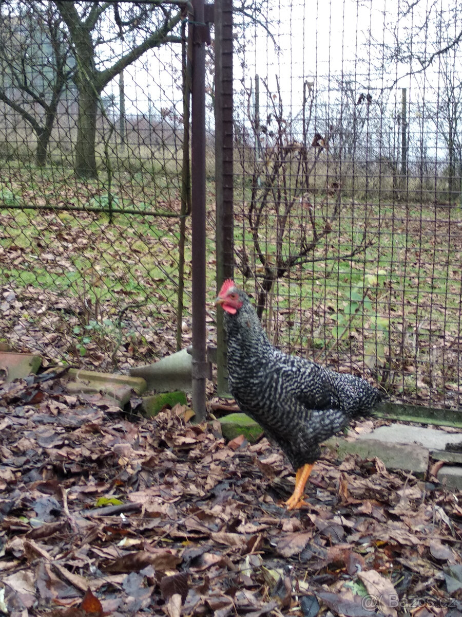 Prodám mladé kohouty