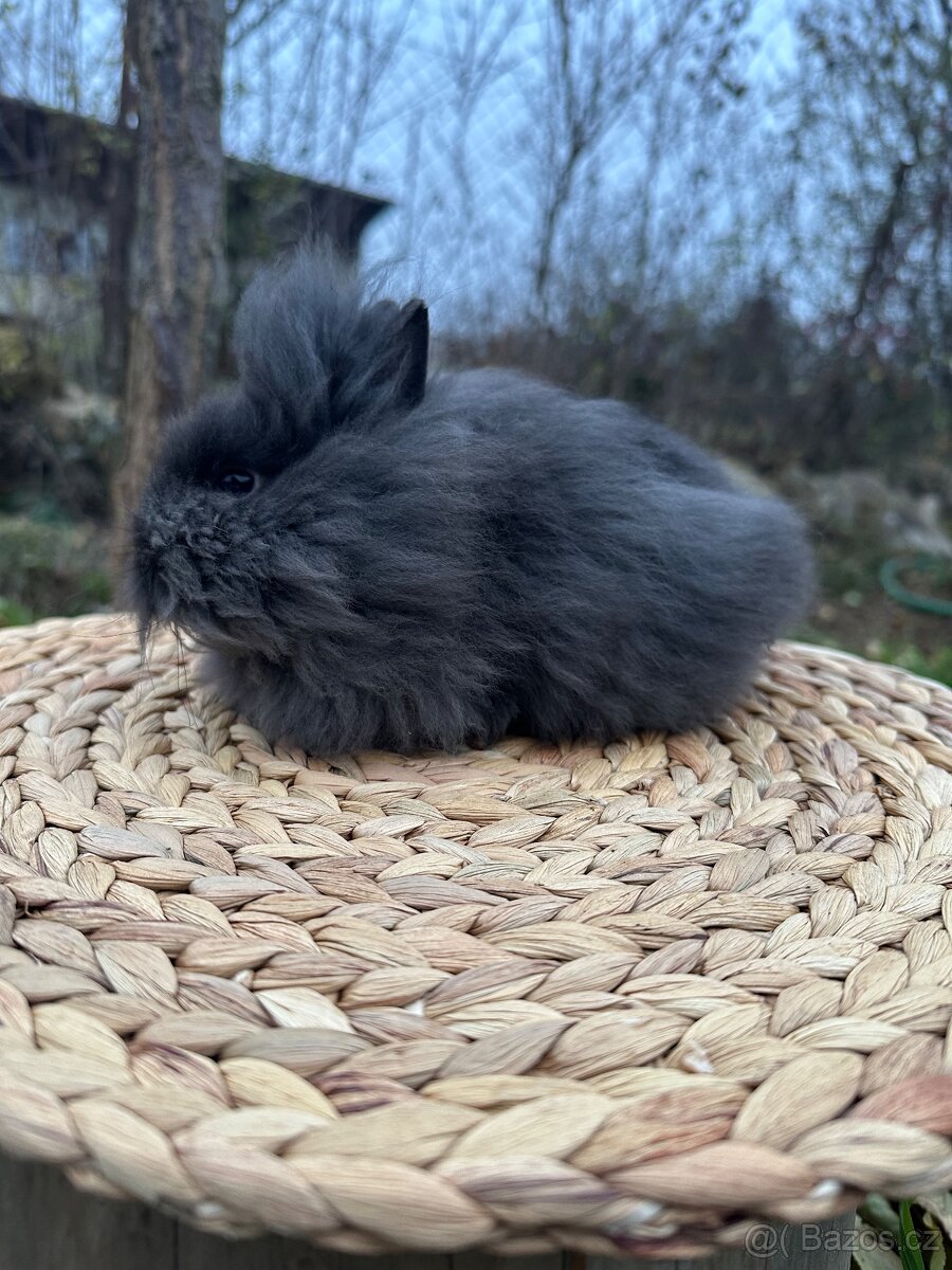 Zakrslý králík lvíček