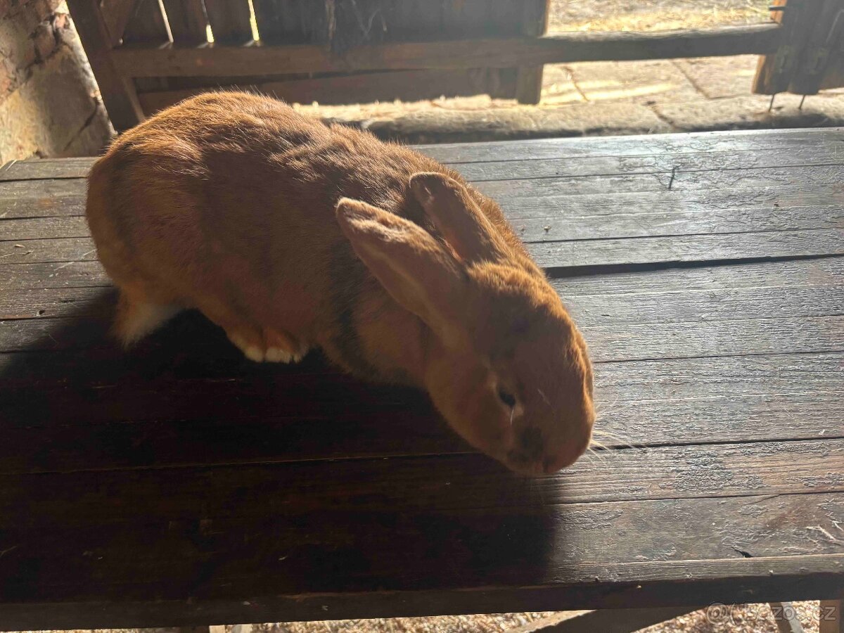 Novozelandský červený