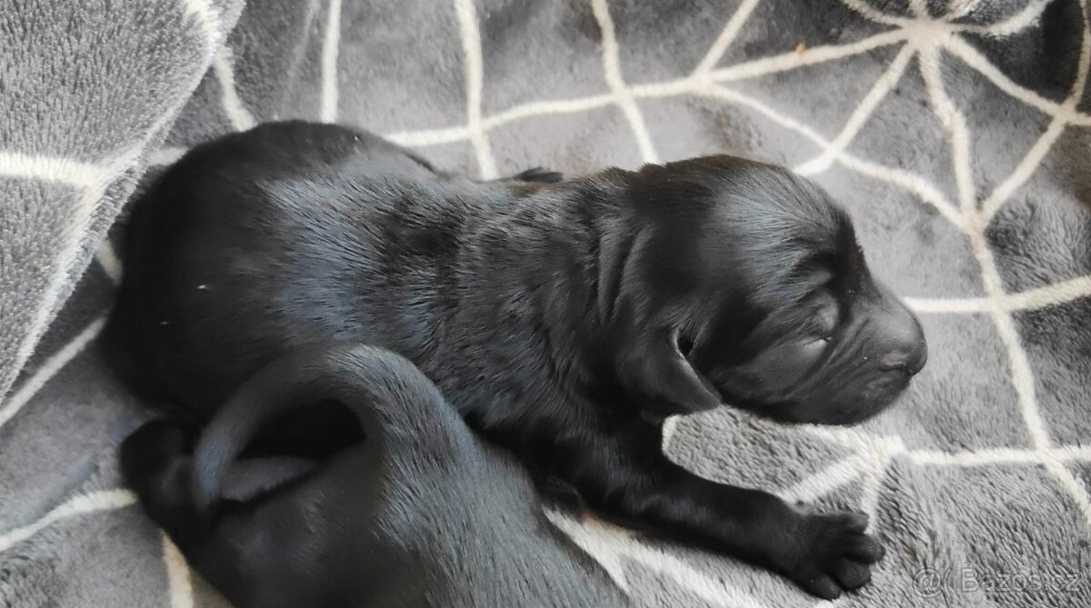 Flat Coated Retriever - štěňata bez PP
