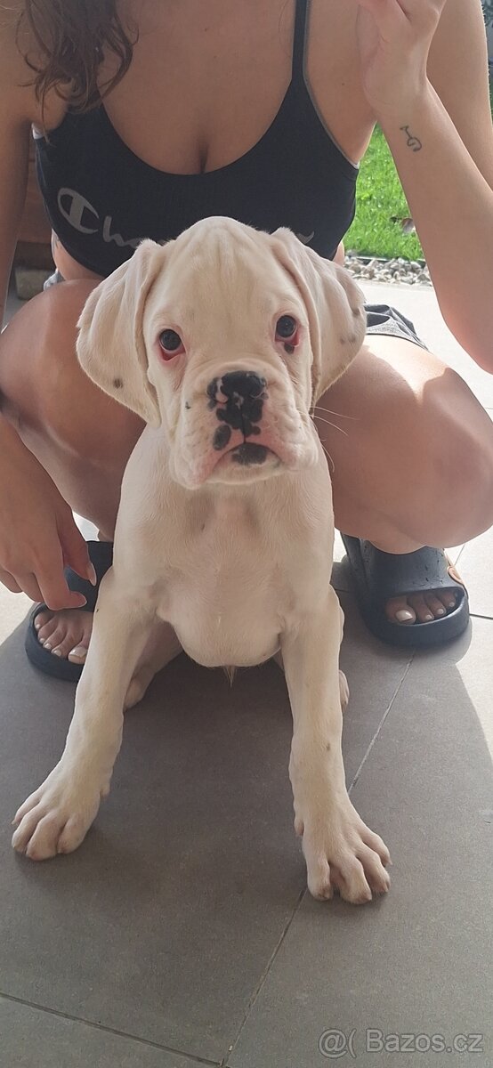 Nemecký boxer s PP Biely pes