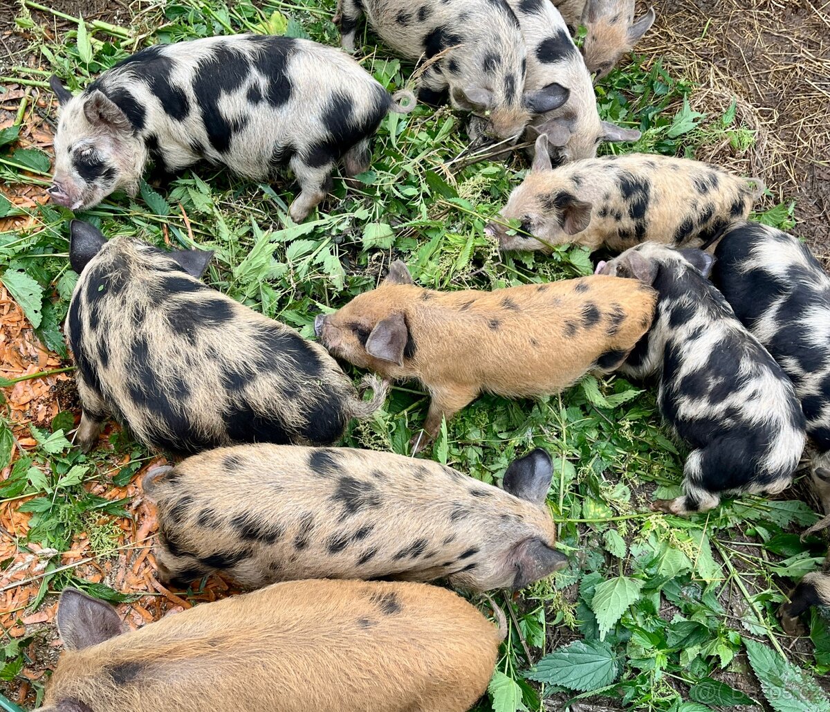 Sele kune kune
