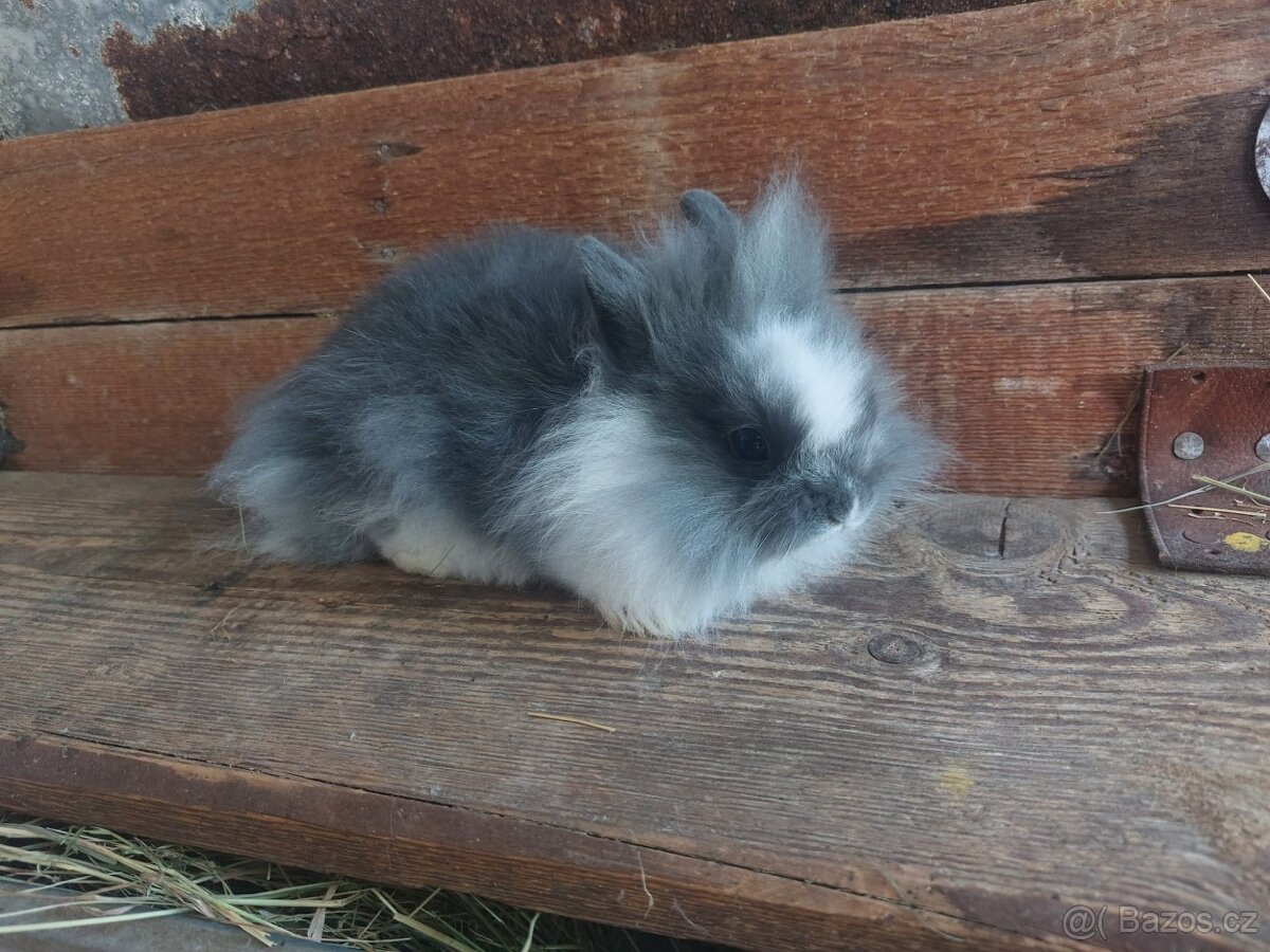 Zakrslý Teddy