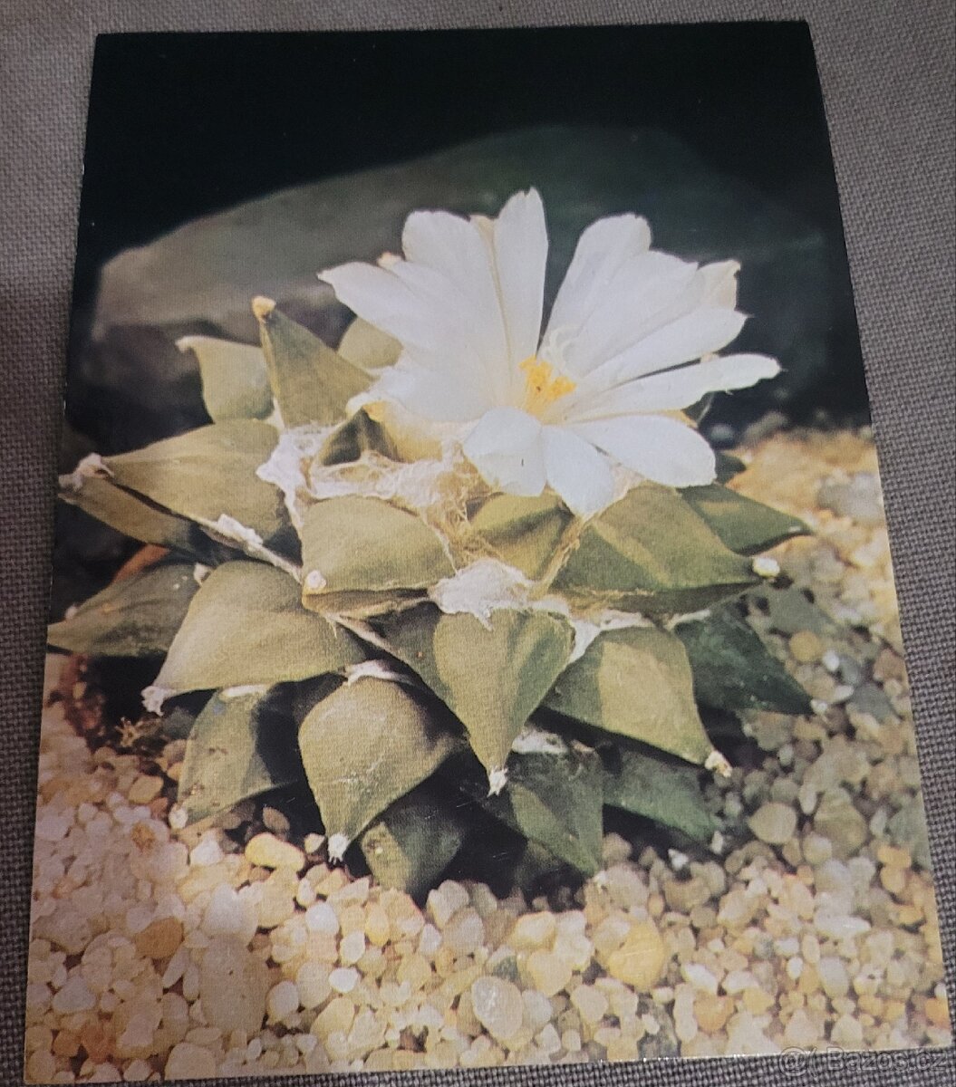 Pohlednice - Foto R.Šubík