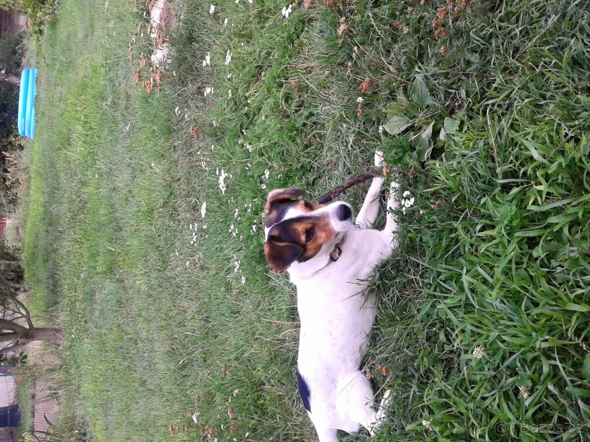 Jack Russell teriér