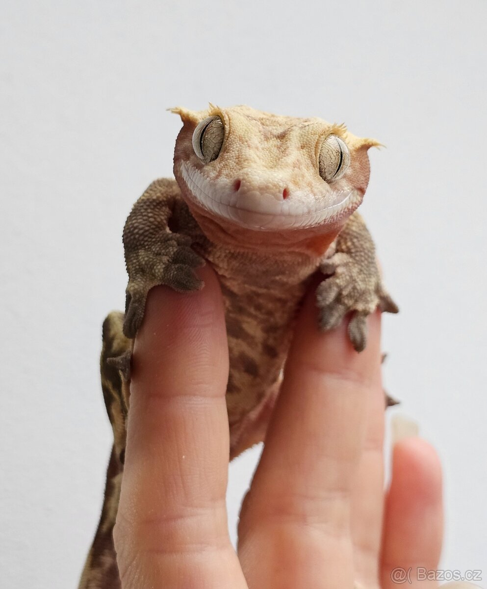 Pagekon řasnatý / ciliatus