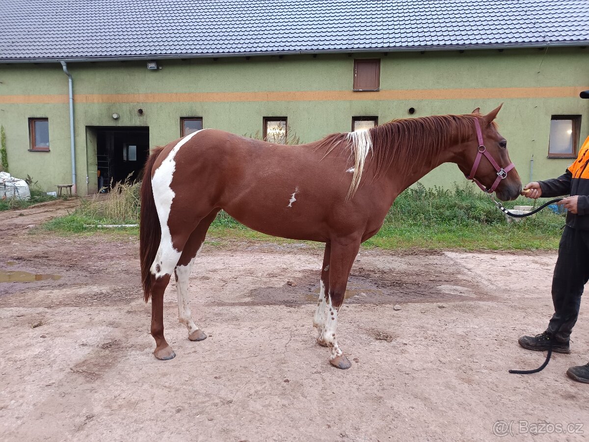 american paint horse klisna