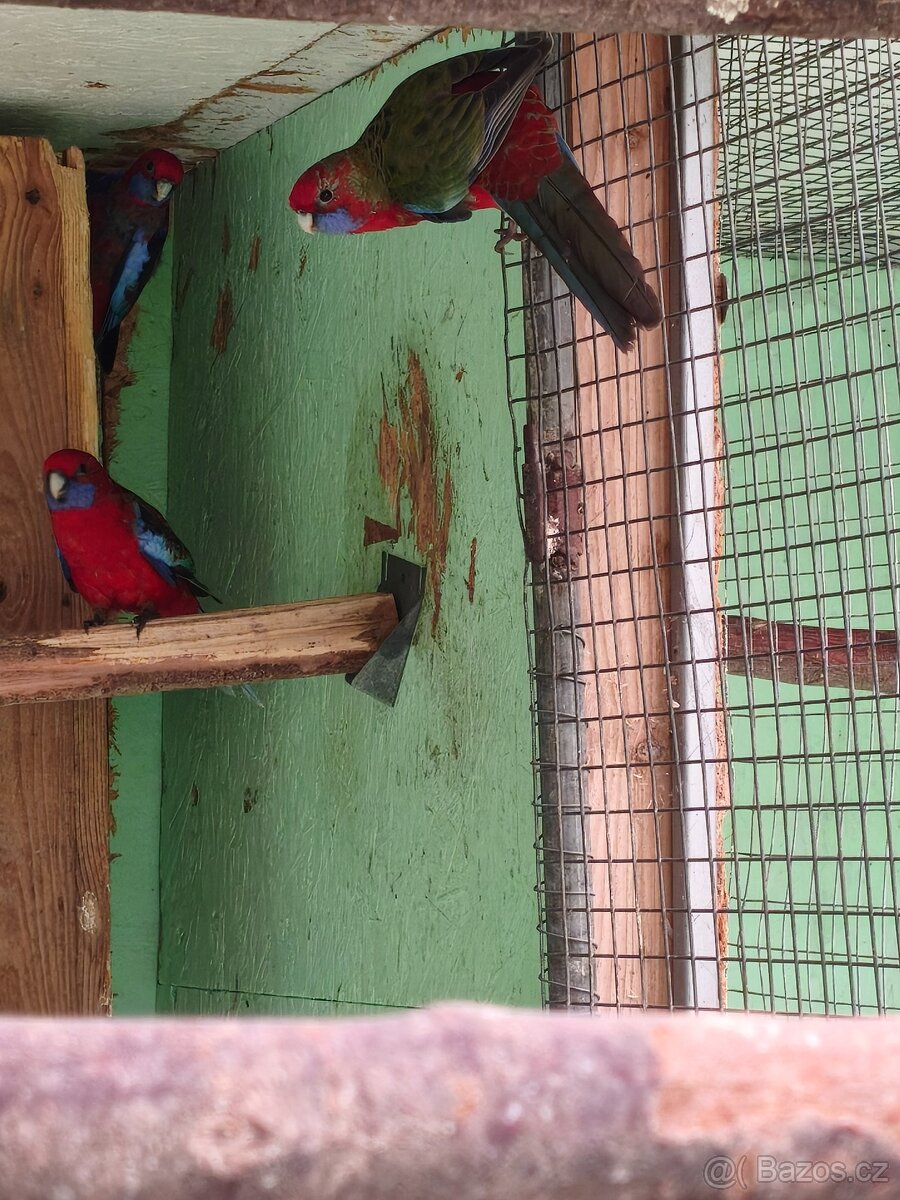 rosela penant přírodní